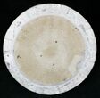 Fossil Goniatite & Orthoceras Tray/Platter #22848-1